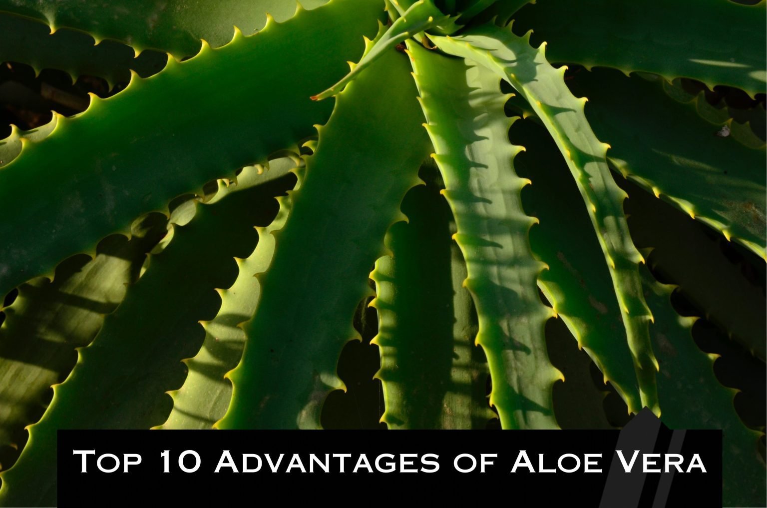 Top 10 Advantages Of Aloe Vera Infozone24