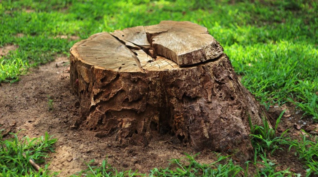 How To Dry Out A Tree Stump