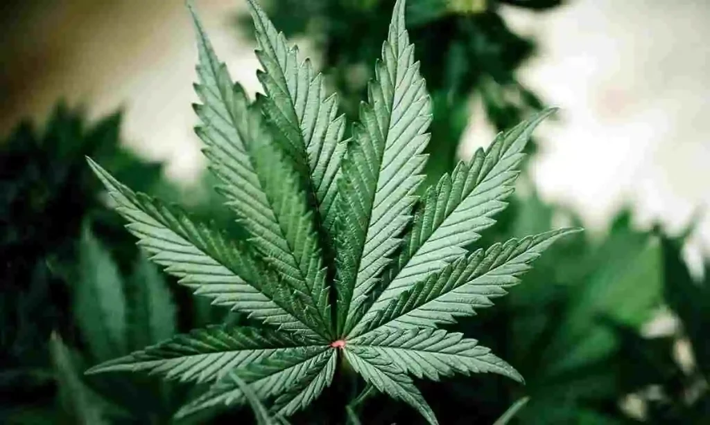 Brief Guide to Medicinal Marijuana