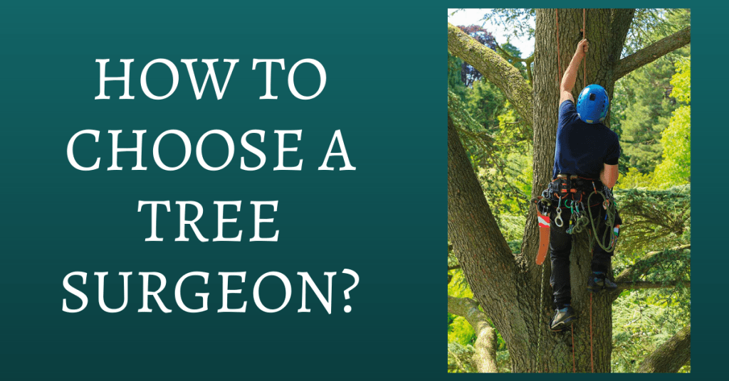 How to Choose a Tree Surgeon