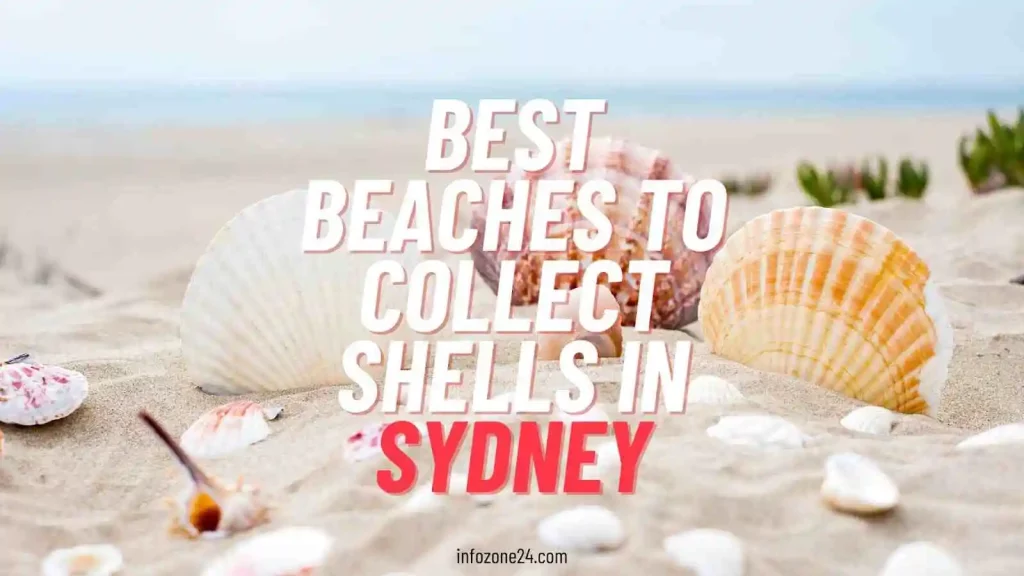 Best Beaches To Collect Shells In Sydney