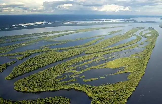 Amazon Rainforest, Brazil