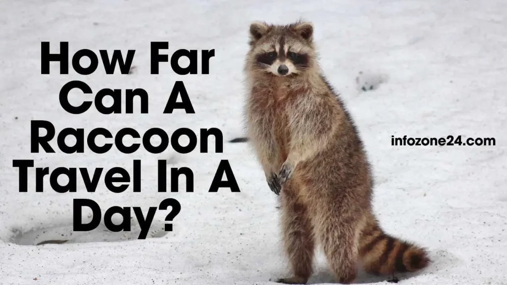 How Far Can A Raccoon Travel In A Day?