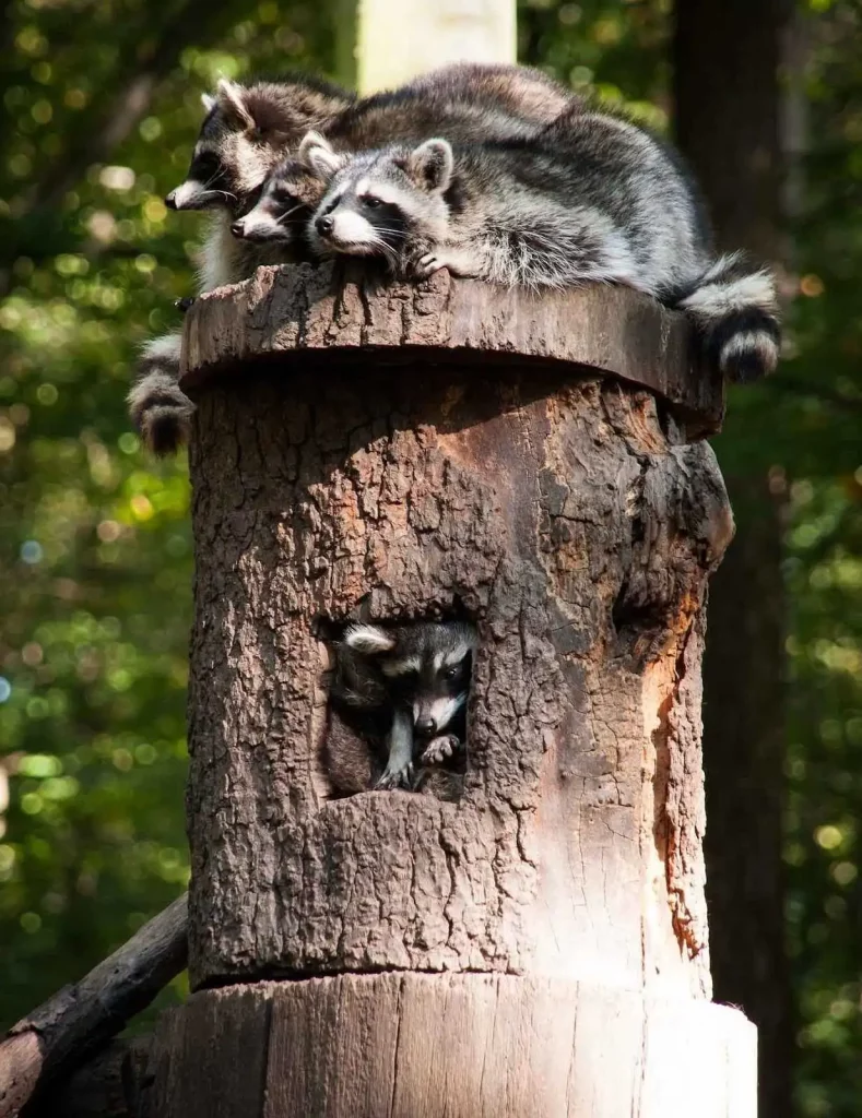 What are the Raccoon Den Habits