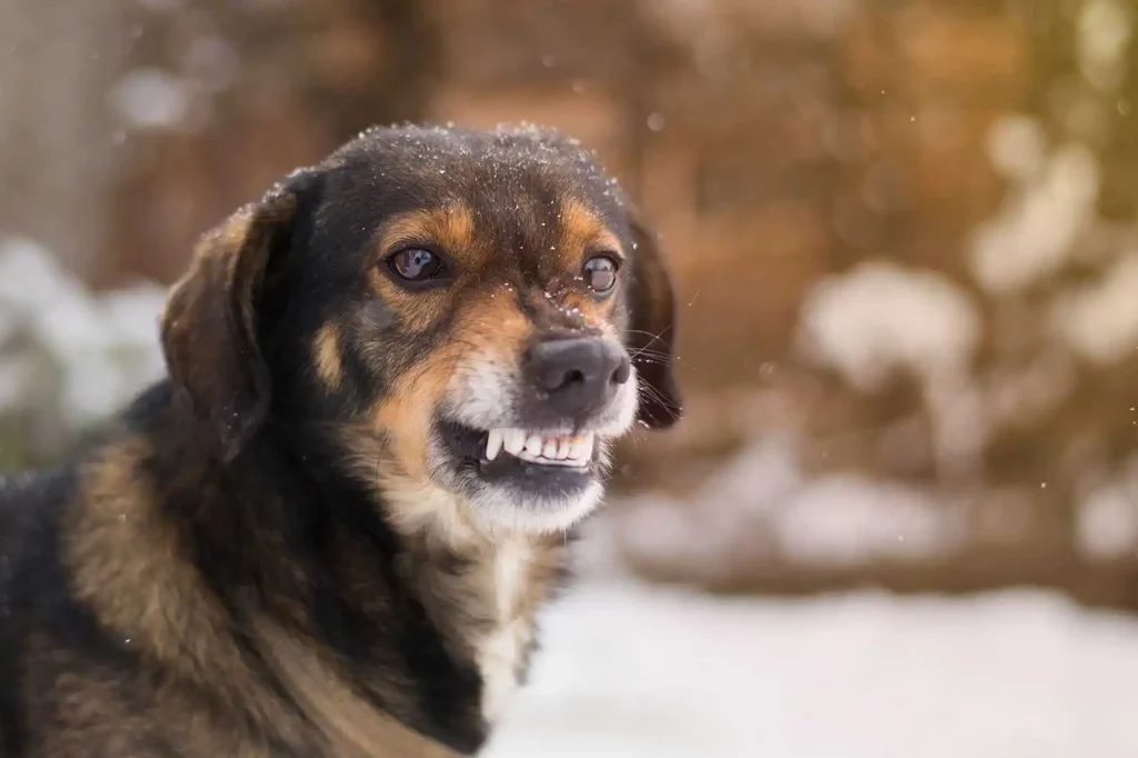 dedicated dog bite attorneys in Denve