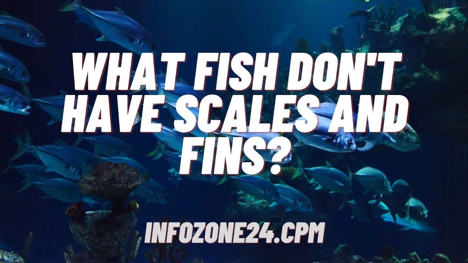 What Fish Don't Have Scales and Fins? - Infozone24