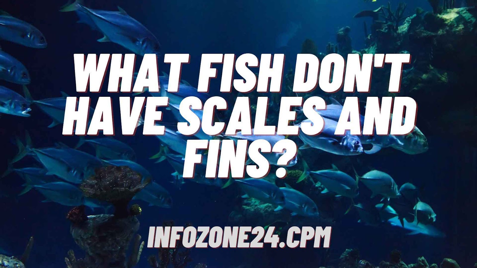 What Fish Don’t Have Scales and Fins?